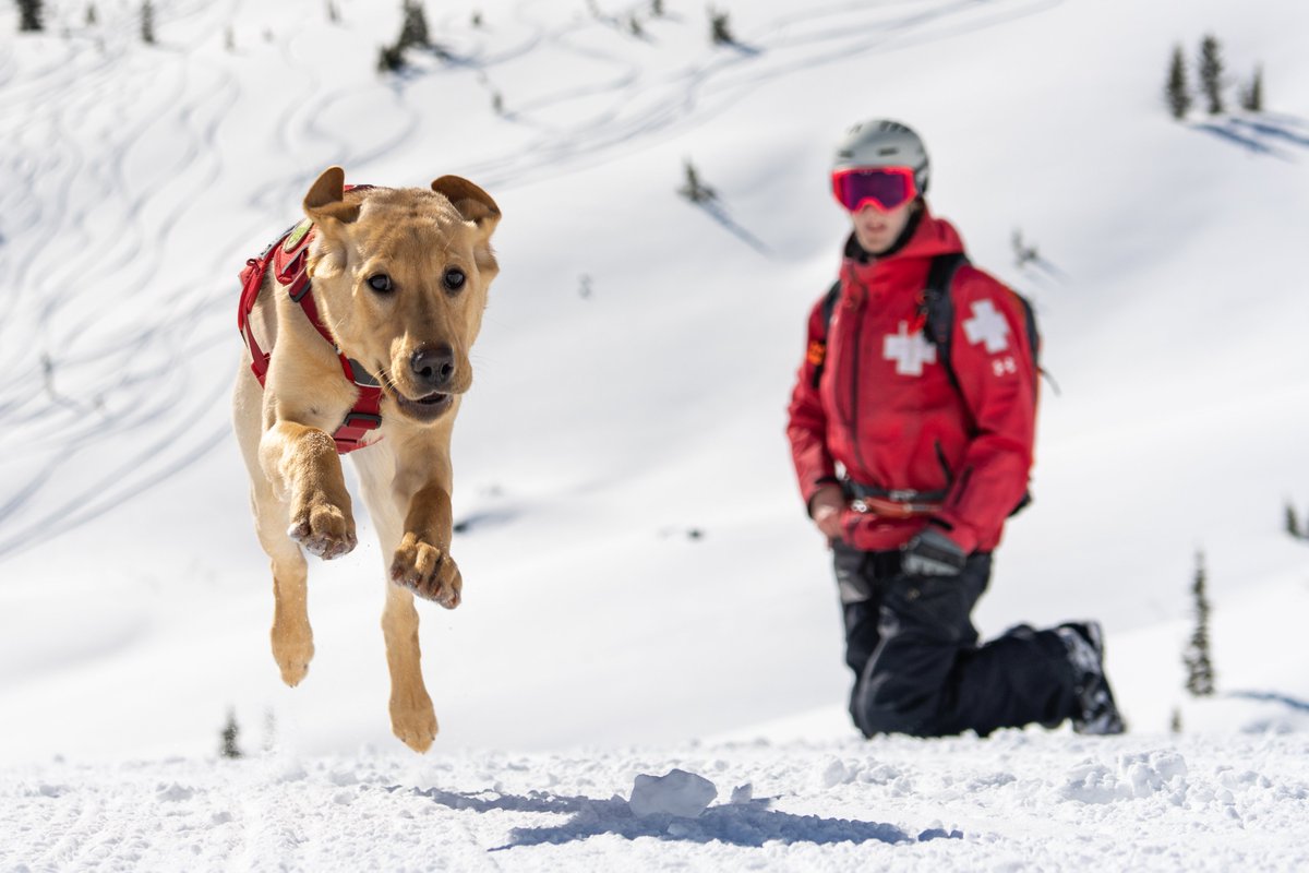 Snowbird's tweet photo. Alli-Gator has been busy training to become an Avalanche Rescue Dog, but still has time for fun. #SnowbirdSkiPatrol #Snowbird #SubaruLovesPets #PatrolDogs https://t.co/jRyYbybTZF