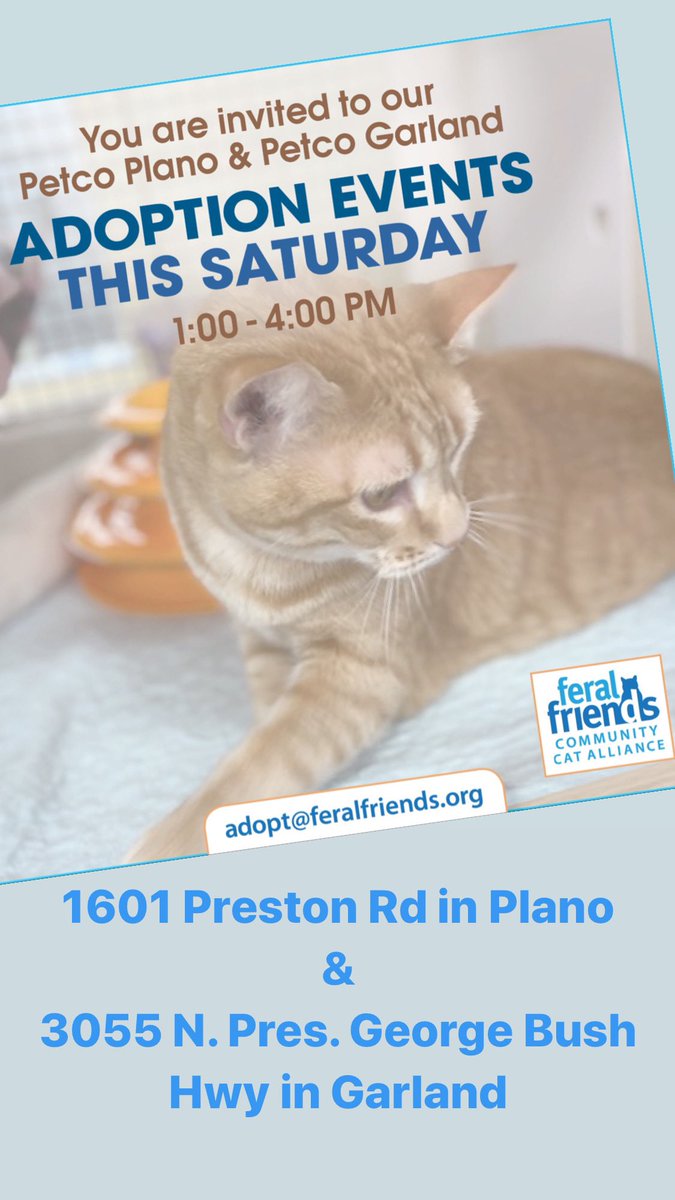 Looking for a cute family addition? Snuggle buddies. Purrs galore. All waiting for you at our Petco Plano &amp; Petco Garland adoption events this Saturday from 1:00-4:00 PM.

🐈 You can find our adoptable kitties and their bios at feralfriends.org #AdoptDontShop