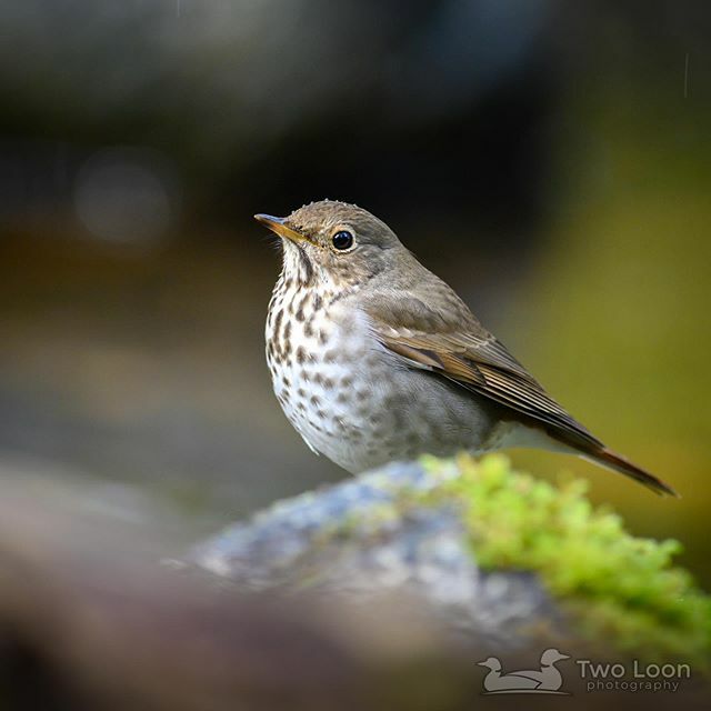 TwoLoonPhoto's tweet photo. #HermitThrushWeek Day 6

Currently in the winter Hermit Thrushes in Oregon are on the west side of the Cascades. If (when?) global warming raises the temperatures 3 degrees Celsius, they will likely inhabit most of the rest of Oregon during the winter.

… https://t.co/H7jMt9GBGr https://t.co/F7s4rmS8NX