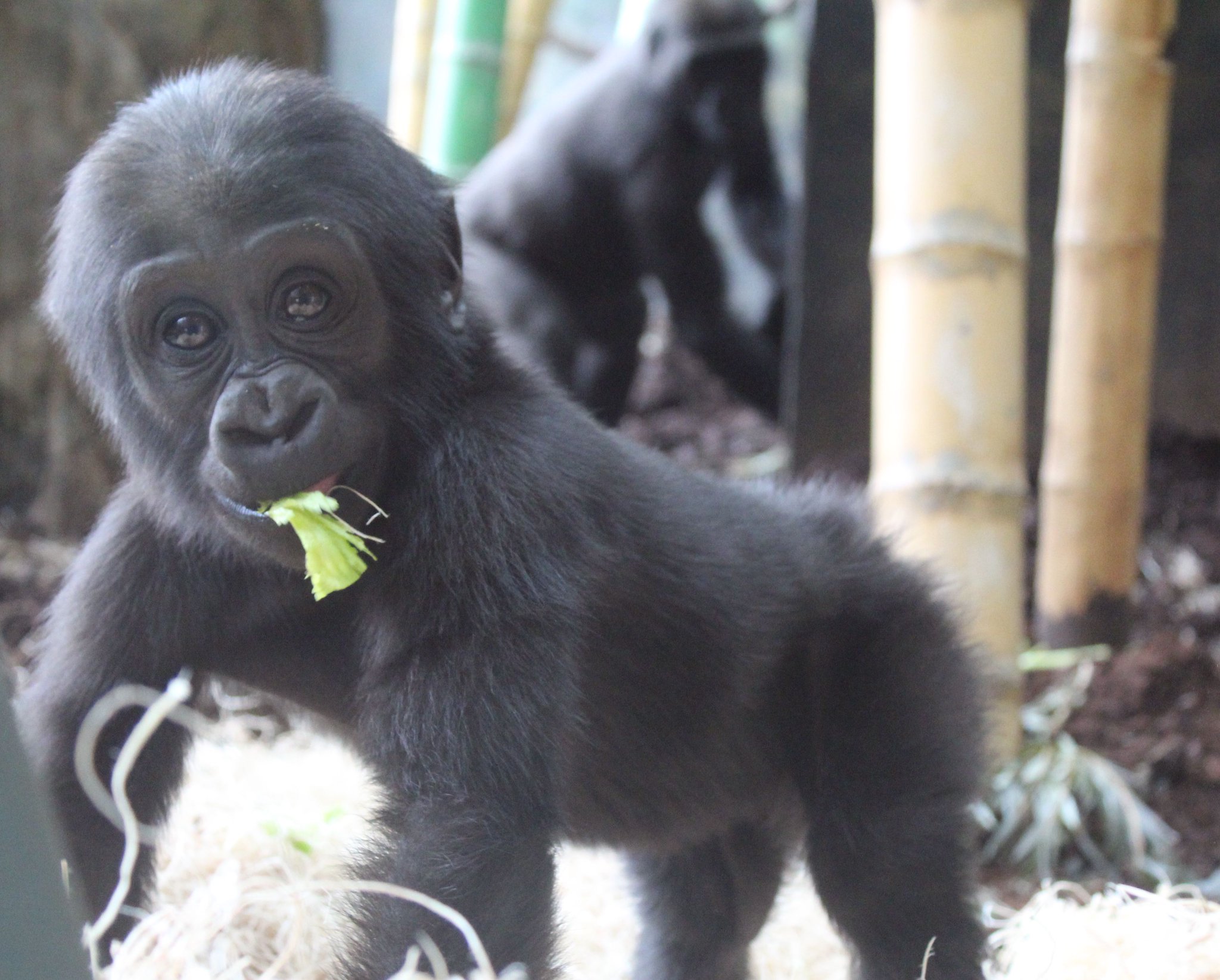 Lincoln Park Zoo Come Visit Mondika And The Rest Of The Western Lowland Gorilla Family Troop At Regenstein Center For African Apes Fromascientist Jesse Leinwand T Co Mvhpbbzvta