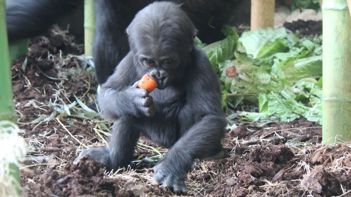 Lincoln Park Zoo Come Visit Mondika And The Rest Of The Western Lowland Gorilla Family Troop At Regenstein Center For African Apes Fromascientist Jesse Leinwand T Co Mvhpbbzvta