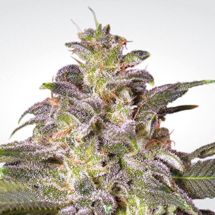 ORGreenRush's tweet photo. New buds have hit the shelves! 💯 https://t.co/4Ujx7Tljva