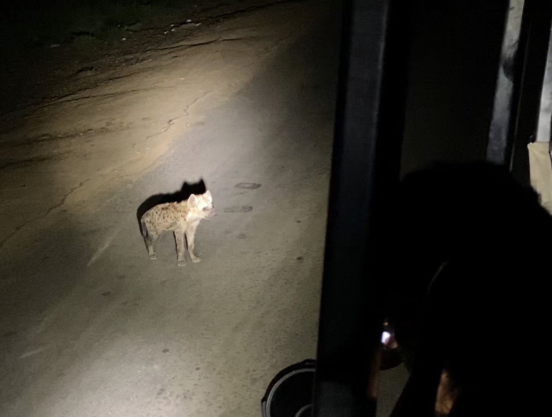 chefmaeda's tweet photo. little hyena cubs near their den will approach your vehicle and stand there looking like they’re about to ask if you got games on your phone https://t.co/gS2XsOplYm