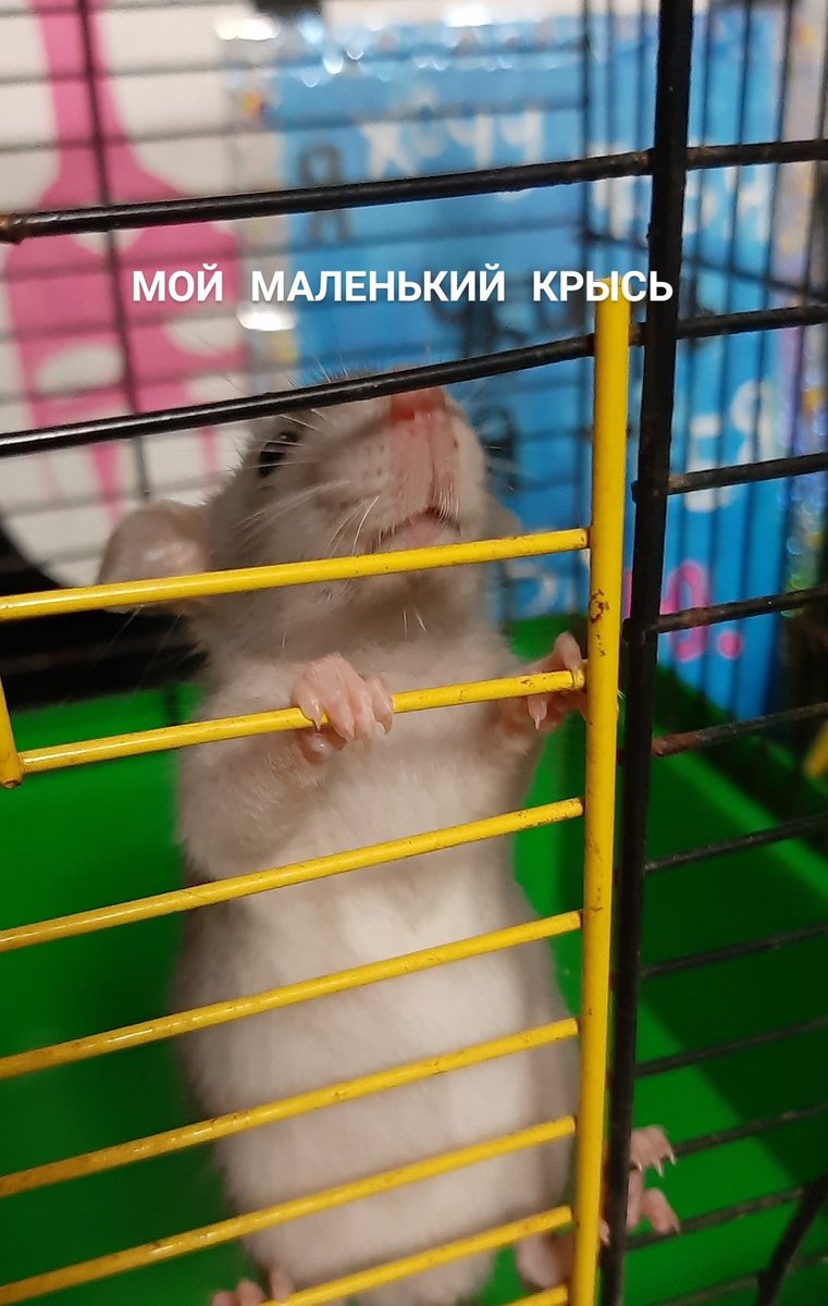 Gray7_9's tweet photo. Я ХОЧУ К СВОЕЙ КРЫСКЕ https://t.co/S6i5fKStFO