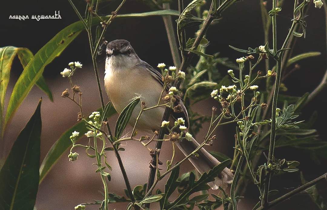 Ashy Prinia

#ashyprinia #birding #birdwatching #birdwatchers #birdlovers #birdphotography #birdsofindia #nature #naturelovers #naturephotography #TwitterNatureCommunity #wildlife #wildlifephotography #nikon #ameenpurlake #Hyderabad