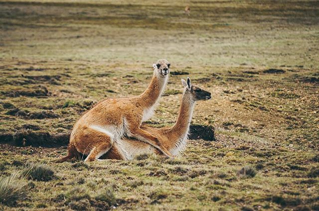 Cuddle time

#Zweisamkeit #Guanaco #Guanacos #paliaike #chile #chile🇨🇱 ift.tt/39V6jx7