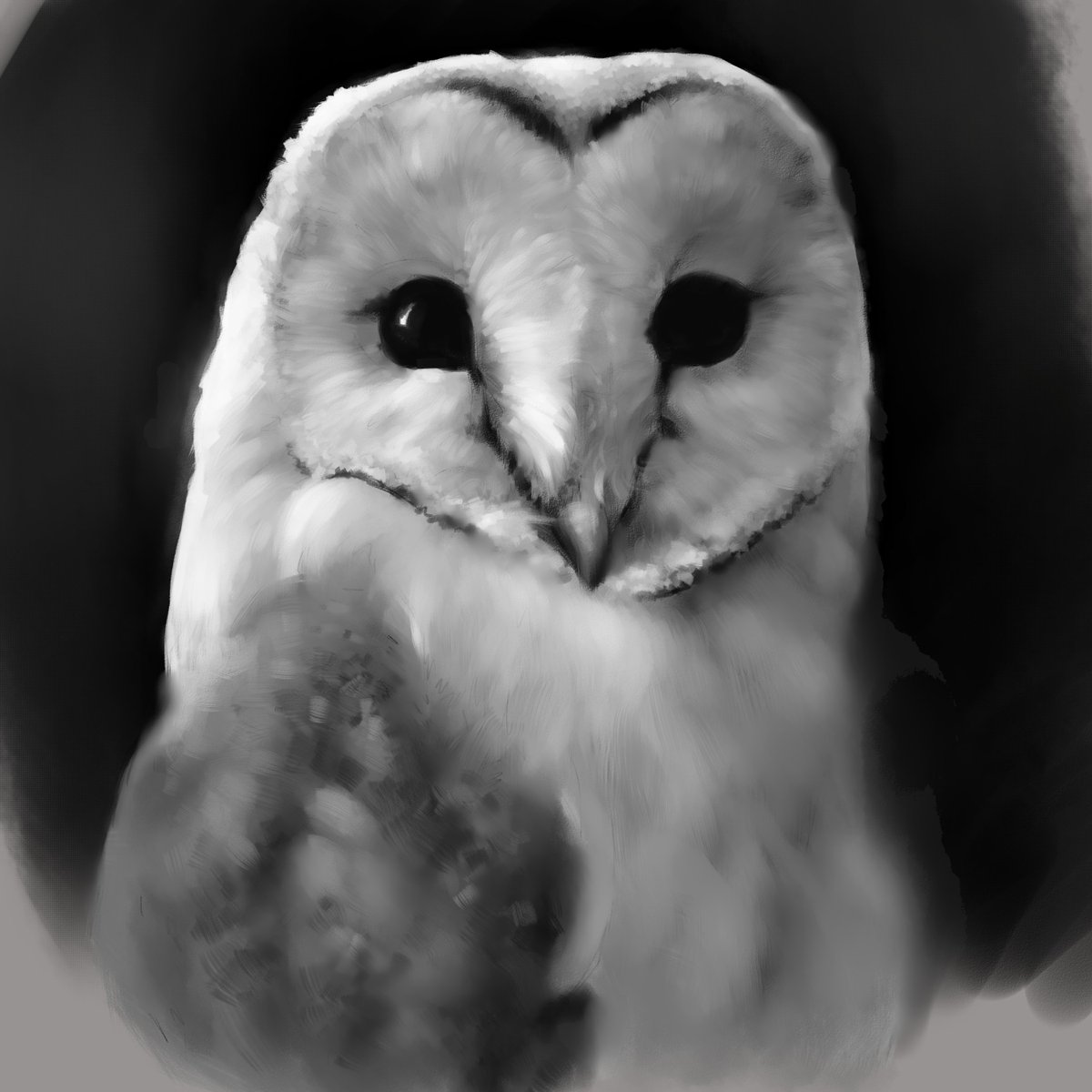 Barn owl digital painting from a while ago :)
#barnowls #barnowlart