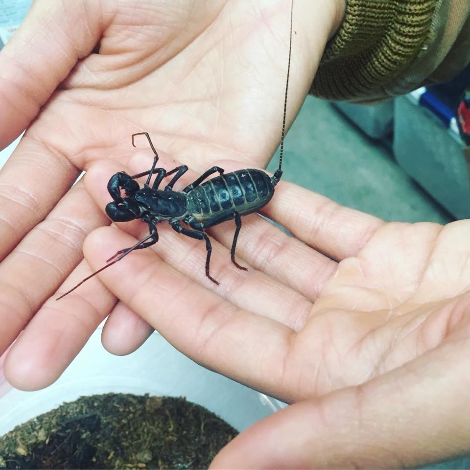 hood_naturalist's tweet photo. Yall know about vinegaroons? You know, the acid-shooting arachnids?

They get their name because they shoot acetic acid (aka vinegar!!!) as a chemical defense!

Don't look at my hands they ashy https://t.co/TycKfqb91o