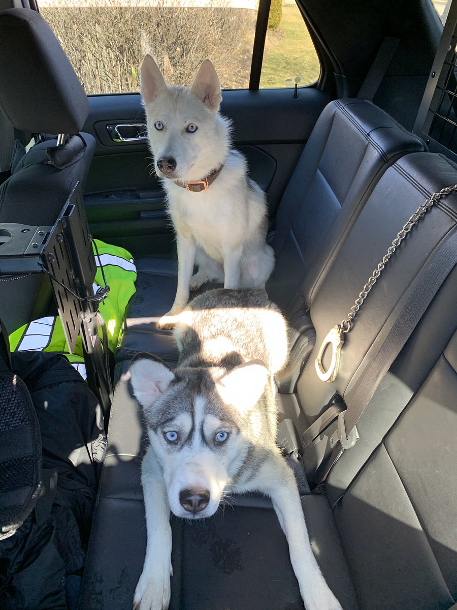 These two adorable puppies were located in the area of Easy St., apparently playing hide and seek. They became lost and couldn’t find their way home. If you recognize them, please call 317-773-1282 #prettyeyes