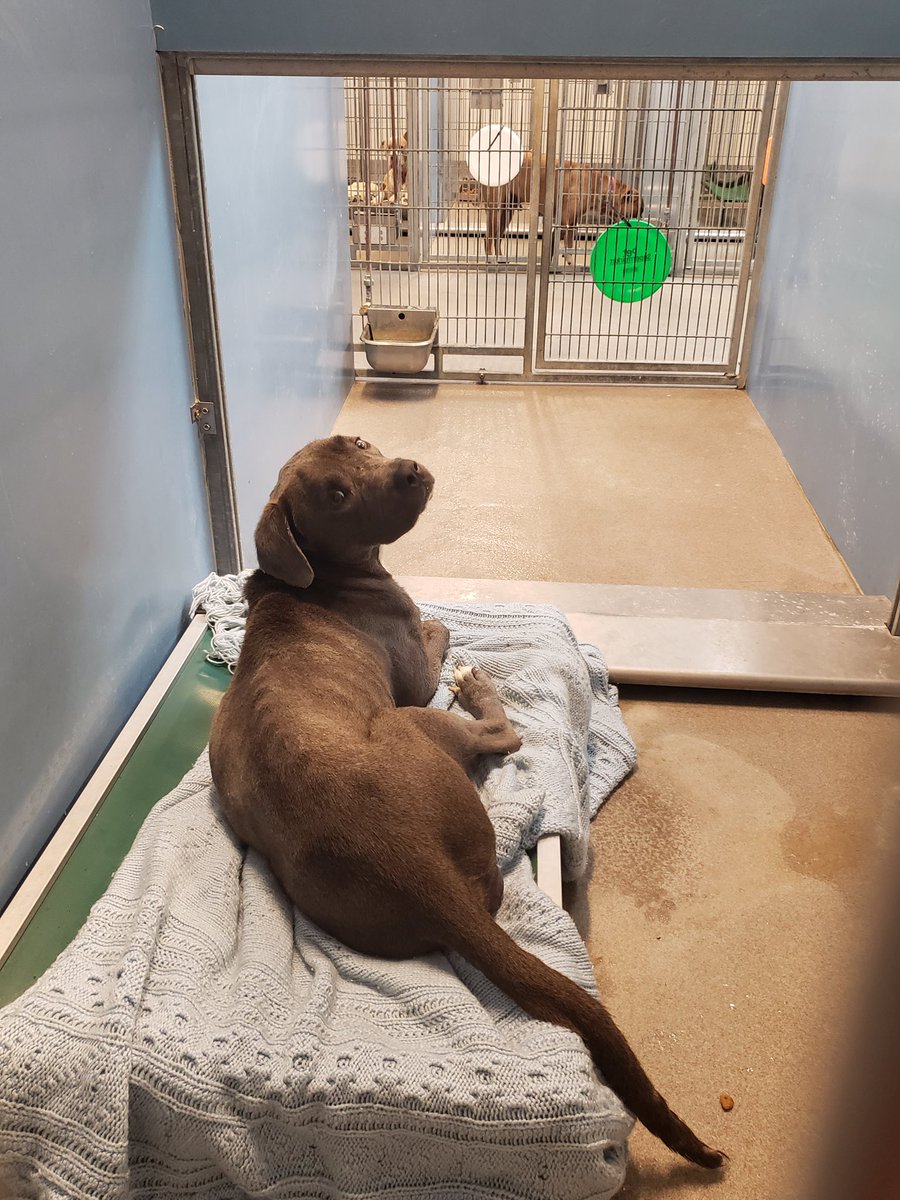 CityofJax's tweet photo. You did it! Thanks to your generosity and a matching donor, we have enough @Kuranda Shelter Beds coming to us that all 264 dog kennels at ACPS will now have a bed!  Thanks to everyone that donated and a very special thank you to our shelter Valentine that matched the donations. https://t.co/wzWQ116nME