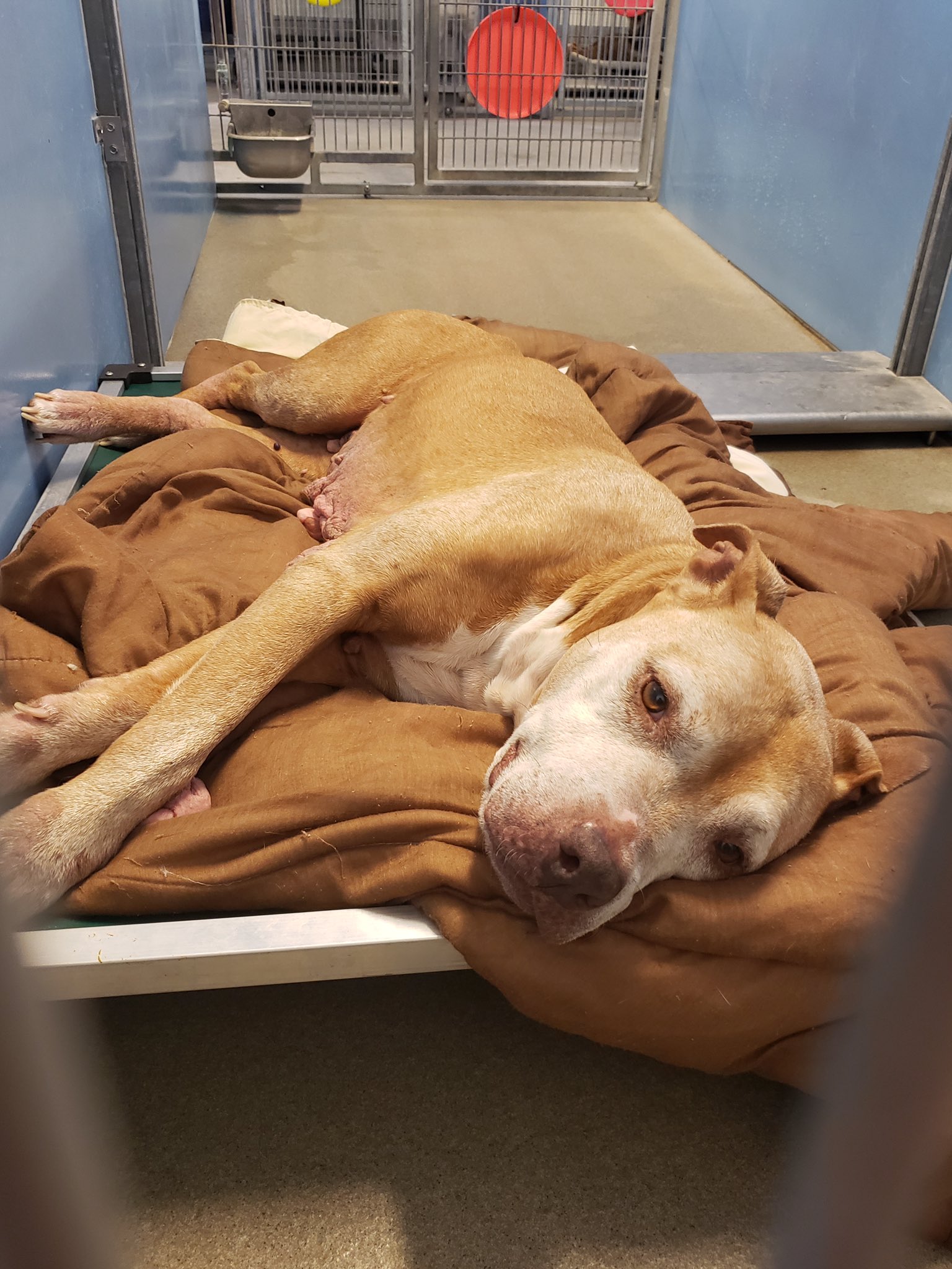 Kuranda beds for shelters cheap