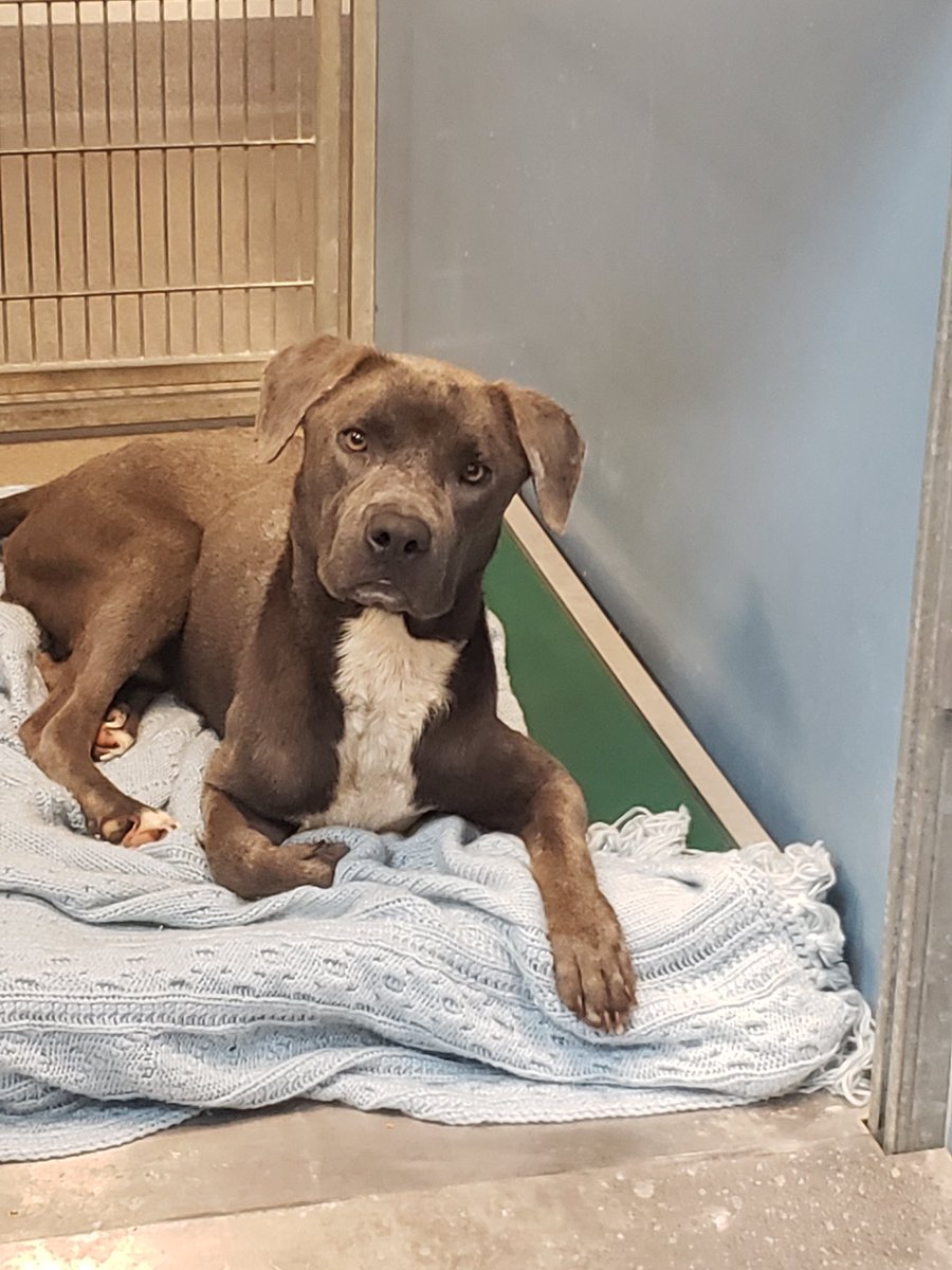 CityofJax's tweet photo. You did it! Thanks to your generosity and a matching donor, we have enough @Kuranda Shelter Beds coming to us that all 264 dog kennels at ACPS will now have a bed!  Thanks to everyone that donated and a very special thank you to our shelter Valentine that matched the donations. https://t.co/wzWQ116nME