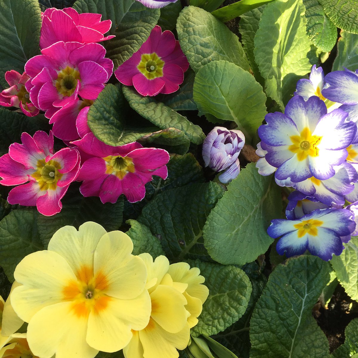 AliceMillin's tweet photo. Hello spring 🌱 so pleased to see some colour after these winter months! #capturingcolour #livecolourfully #inspirationgrows https://t.co/9y20OnNSAO
