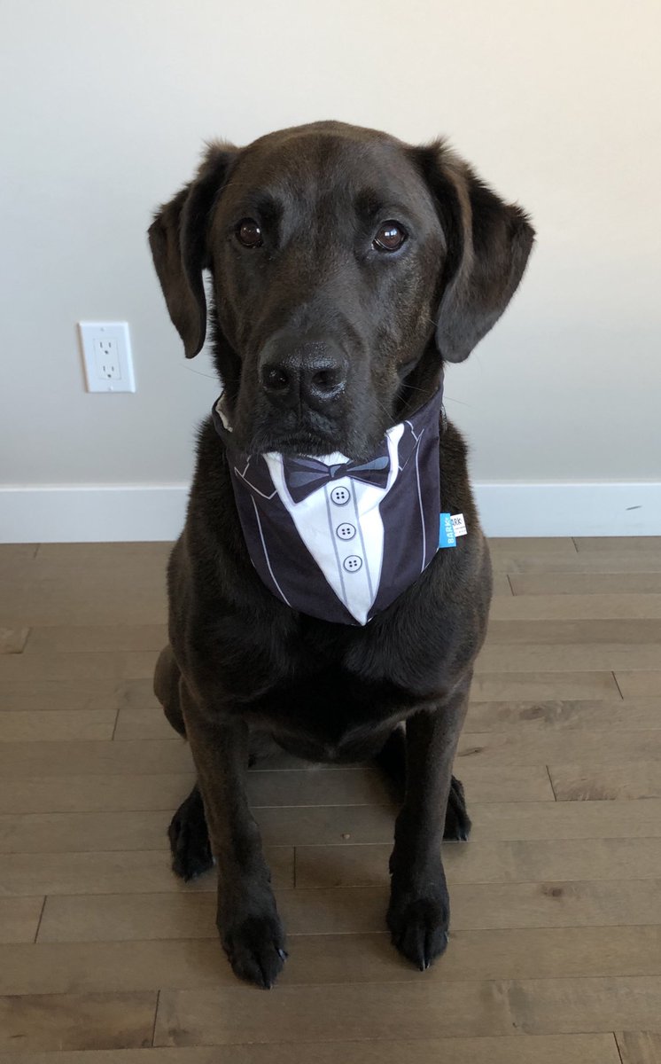Thank you ⁦<a href="/barkbox/">BarkBox</a>⁩ for my evening attire. I’m ready for a night out!