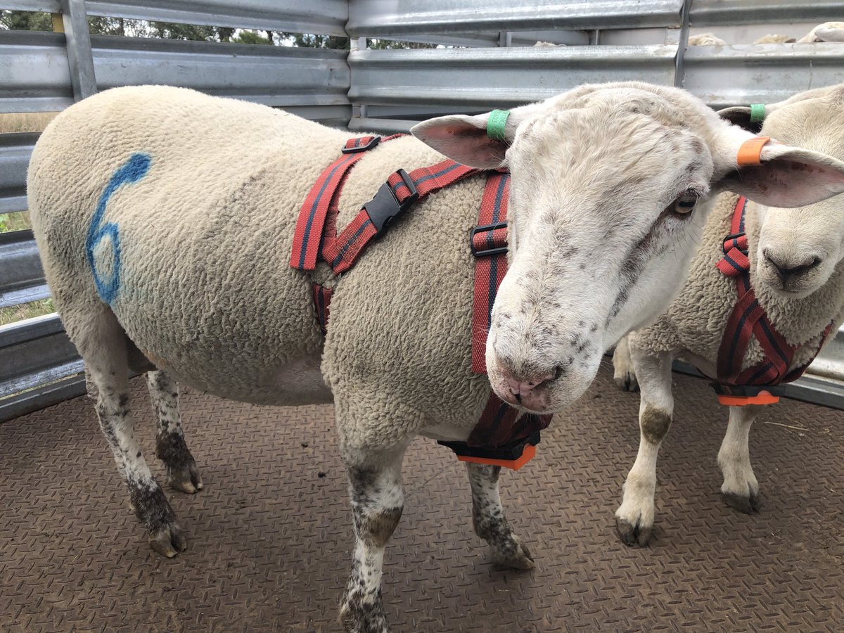 ProBreed's tweet photo. Probreed Primera Stud Mating 2020 - we use harnesses throughout joining to check activity. #primera #matesel #asbvs #lambplan #highlander #highlanderplus #probreed ⁦@murnongfarming⁩ ⁦@Murnong_Farming⁩ ⁦@neXtgenAgri⁩ https://t.co/xNdskPye9b