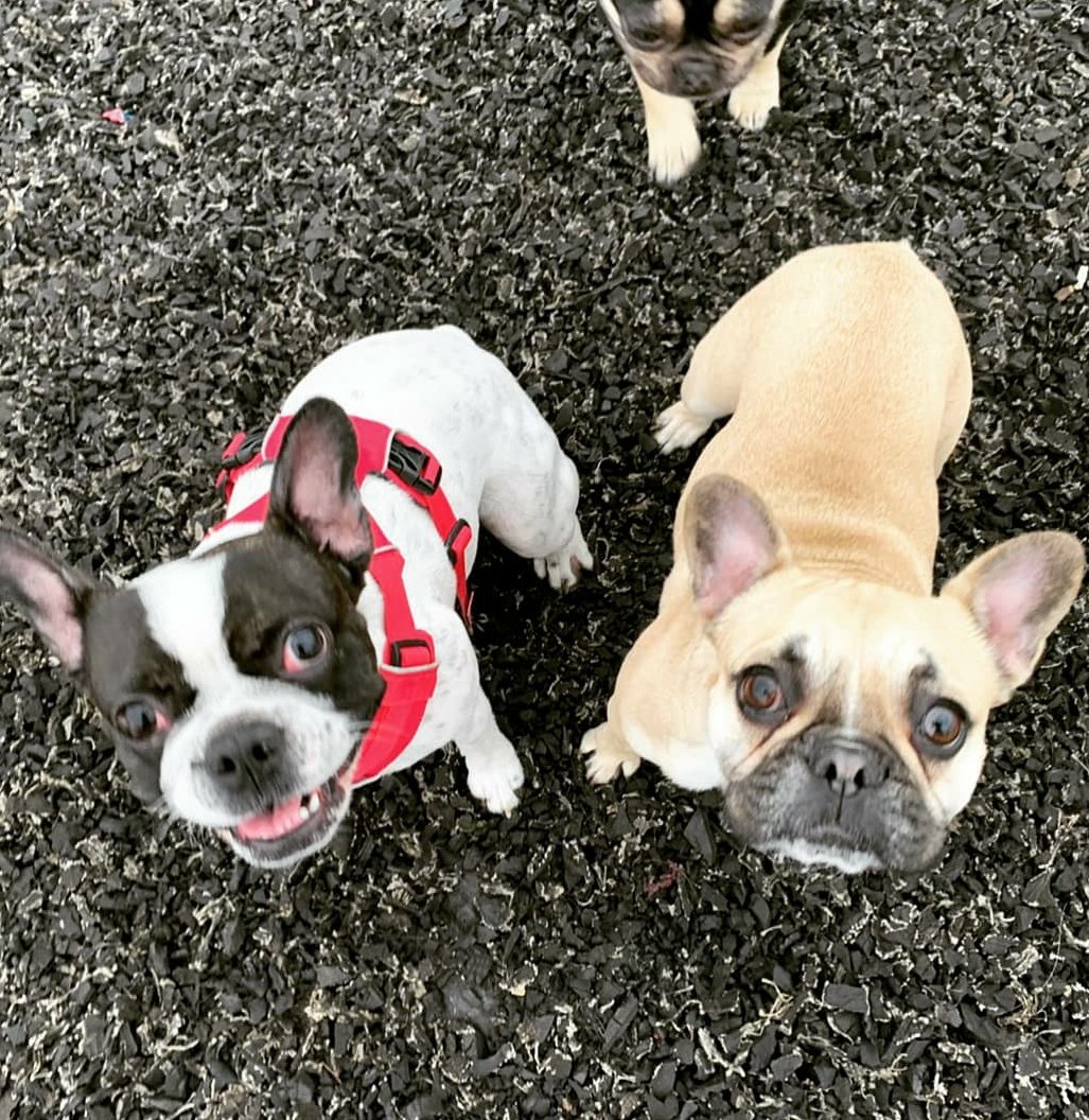 RosieDogDaycare's tweet photo. Thank you to all who made it to our #frenchie #Bulldog pawty today πΎπ
#rosiesplace #dogdaycare #frenchbulldog #Bulldog #crossbreed #pawty #itspawtytime #breedparty #frenchiefun #frenchielove #frenchielife #itsadogslife #itspawtytime #weekendvibes #allyouneedisloveandadog https://t.co/w3hl5DTHU8