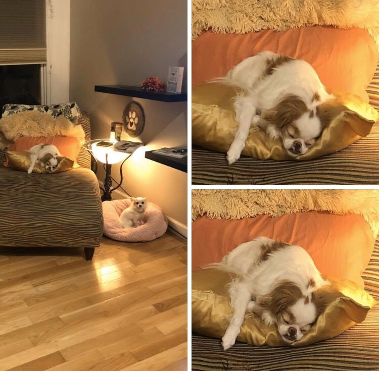 PrincessAvaBiso's tweet photo. Boy, is this guy a lazy bum or what?!? Koshi appears to be taking “Saturday, a day off” literally! Goofy brother!
#PrincessAvaBisou #puppymillsurvivor #PrisonertoPrincess #goofybrother #Koshi #dogsofinstagram #dogsoftwitter https://t.co/LKQWkqYjL9