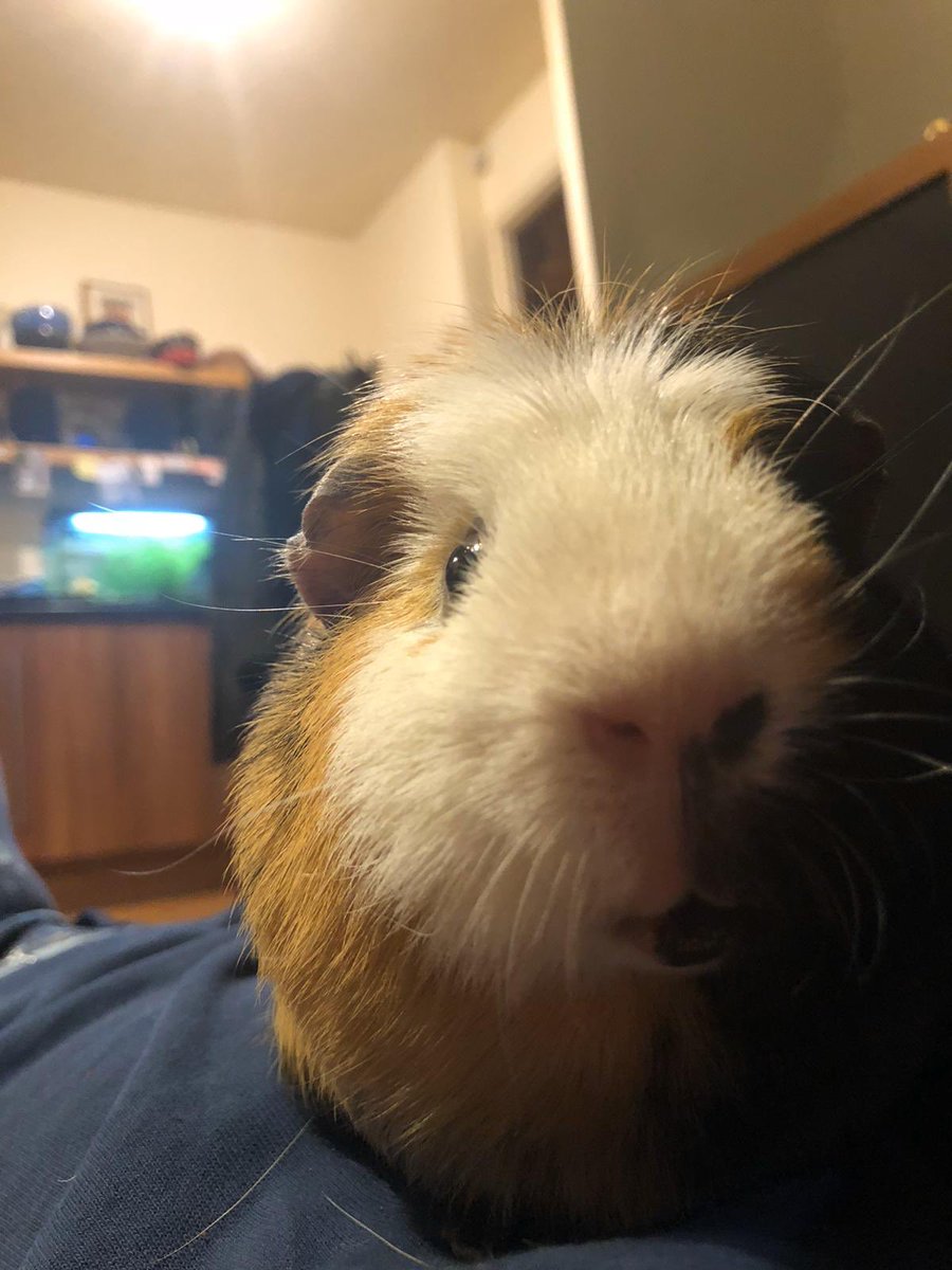 jevans2808's tweet image. Our lovely guinea pig Alan died today. Never believed a guinea pig could have such a character and be such a wonderful family member. #RIPAlan
