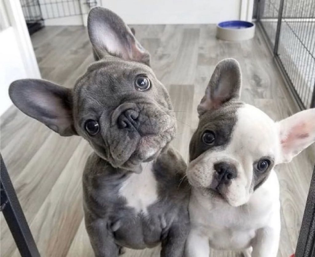 themodernmodel's tweet photo. Omg I’m getting puppy fever bad lately, but I mean, would you just look at that?! https://t.co/PBd53Mu2RU