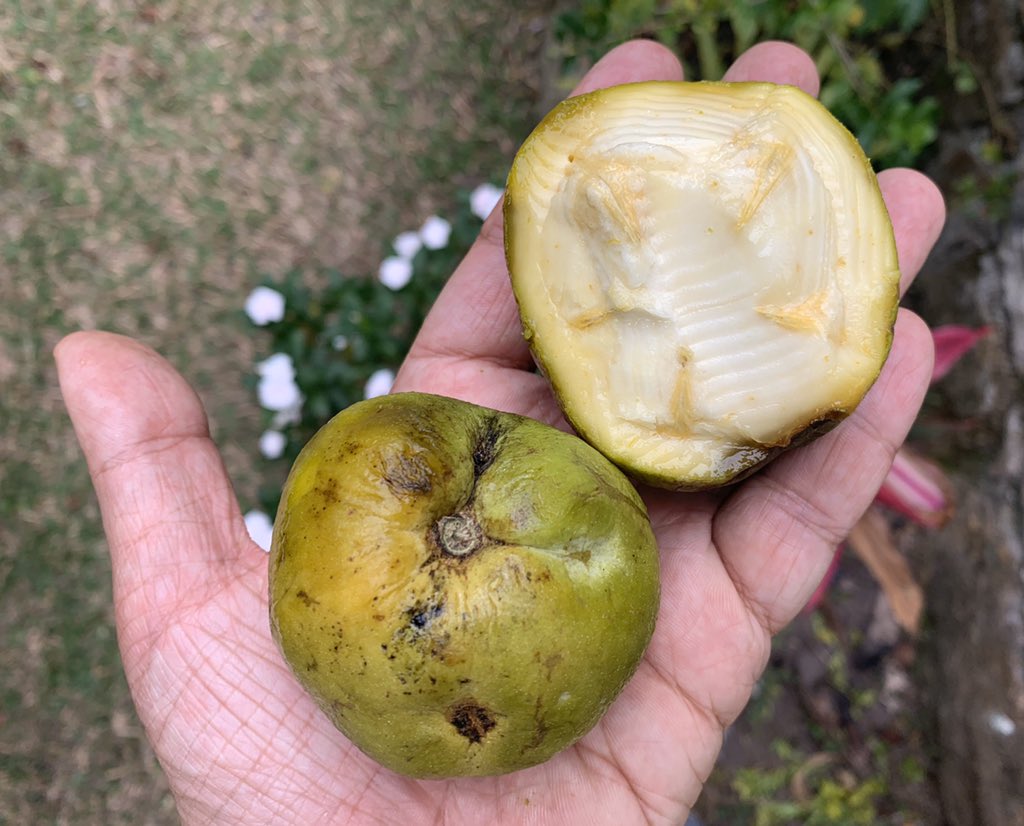 Frutas de Colombia on Twitter "El zapote blanco es nativo de Centroamérica. En Colombia crece