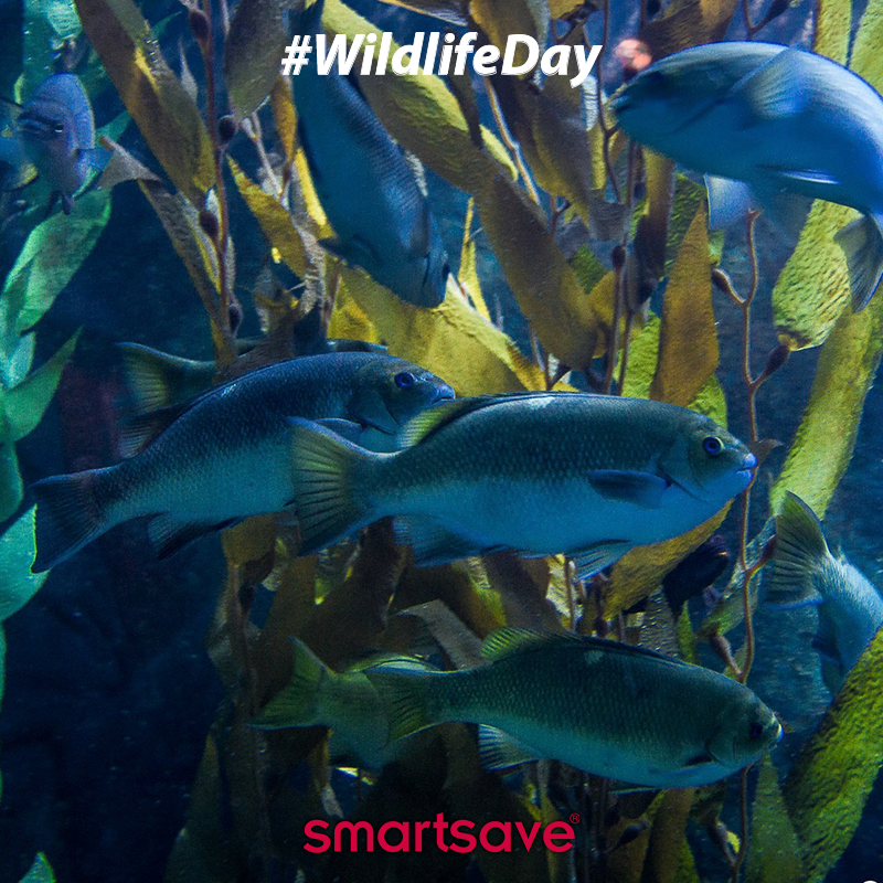 Smartsave's tweet photo. It's #NationalWildlifeDay! Save 20% on your tickets when visiting the Aquarium of the Bay and explore the marine life of San Francisco. A guaranteed fun day out! https://t.co/hAZerNvI5Z #Wildlife #SanFrancisco #Sharks https://t.co/1BuKC4MLNp