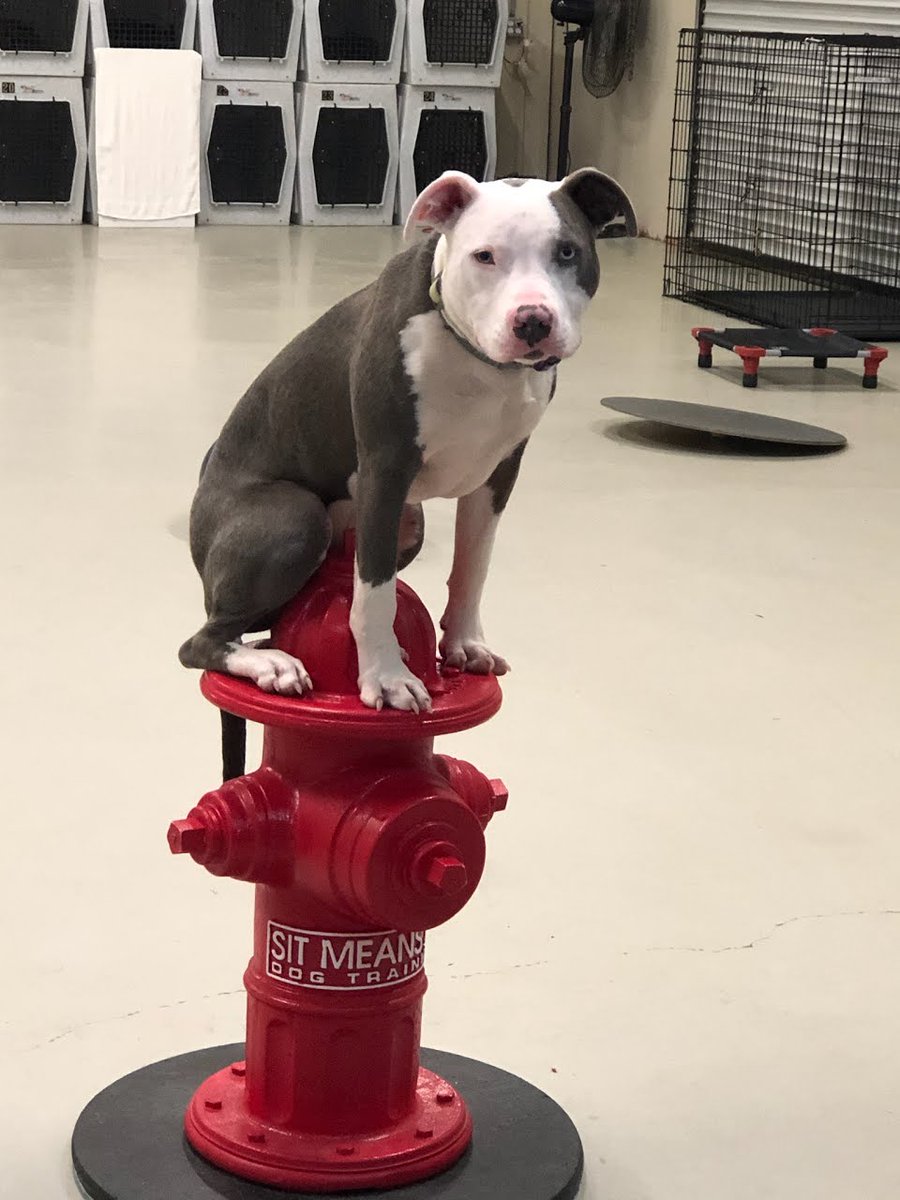 VipPetCare's tweet image. Thank you to everyone who joined us for our Grand Opening Celebration Event at the PetVet Wellness Center at the Douglasville, GA, Tractor Supply Co. last weekend!
#VIPPetcare #HealthyHappySafe #PetVet #TractorSupply