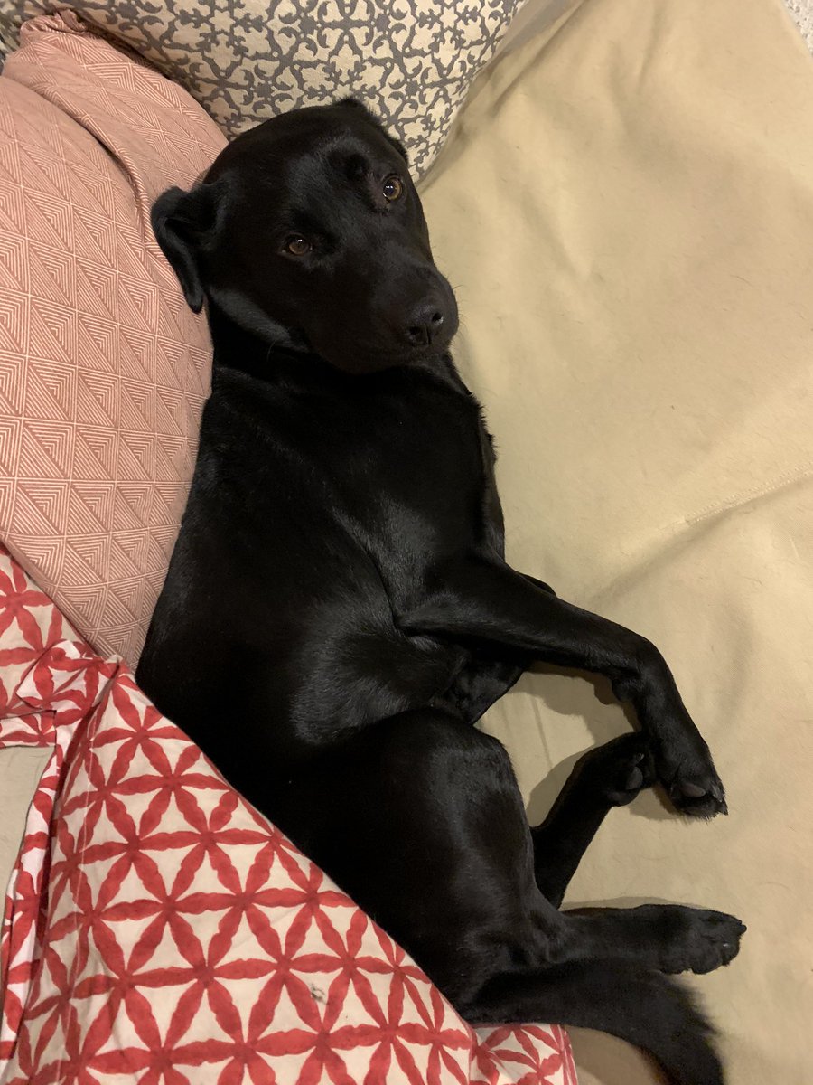 M氏 あまりにあらゆるものが中止になってる事態の是非についてはともかく 確かなのは犬との添い寝 はサイコーってことです まあすぐ蹴られて逃げられるんですが