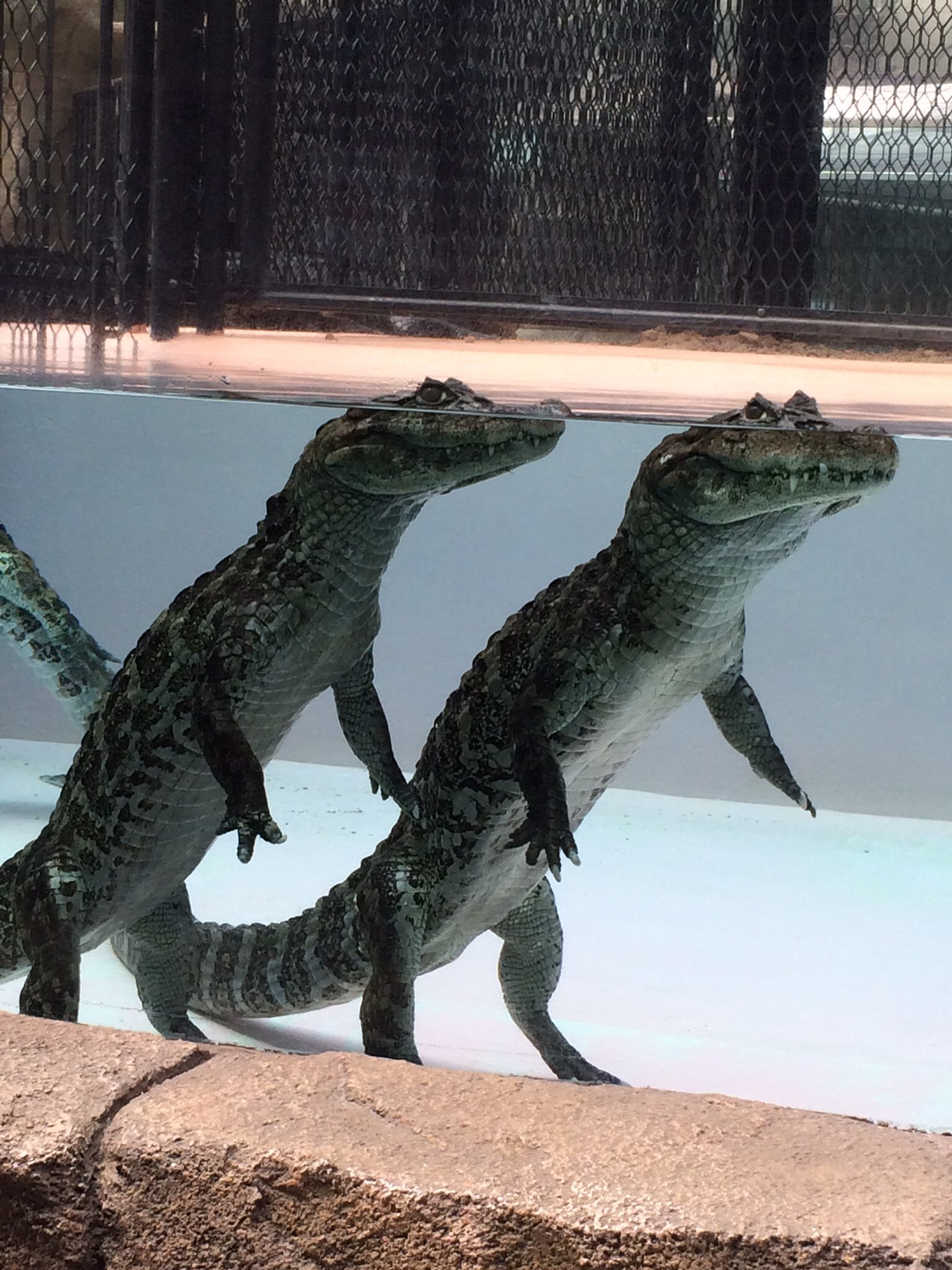 ワニ姐さん(ぬいぐる族)🐊 on X: 