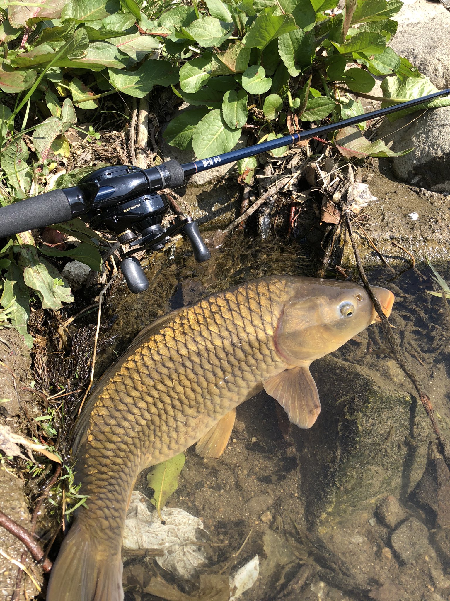 赤ハロ 鯉のルアー釣りで検索すると スプーンで釣れた話が結構ヒットする なので今日はクルセイダーで一匹釣ろうと粘り 50cm台の個体を何とか釣った うーん画像にゴミが写り込んでるな 釣り ルアー 鯉 ルアー釣り 鯉釣り ルアー鯉 T