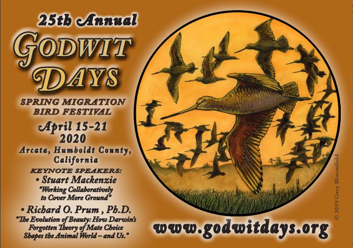 GodwitDays tweet picture