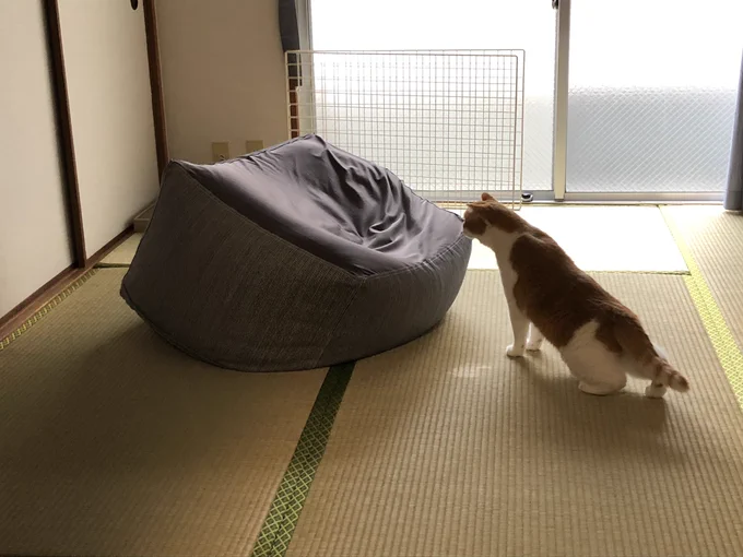 無印のソファにビビってた頃が嘘みたいに寝てる 