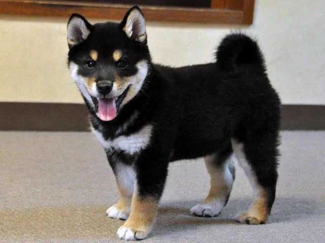 @ore825 柴犬色かぁ 