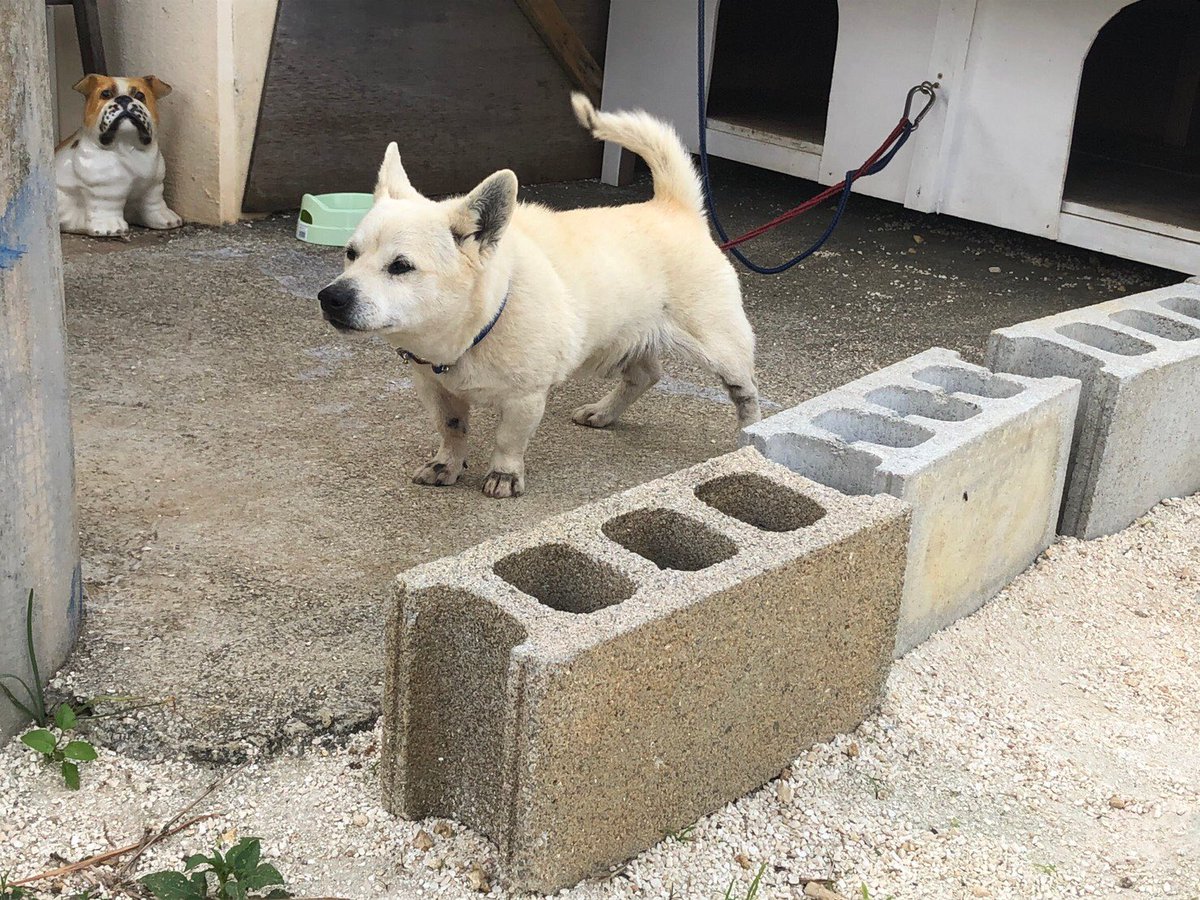 ひかる君 また犬を飼うなら大東犬が良いなぁヽ かわゆす 大東島 大東犬