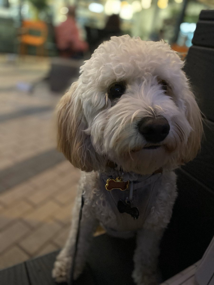 christierose13's tweet photo. This is Tito. Likely named after the vodka and fittingly loves day drinking in Dallas and playing at @MuttsCantina 13/10
@dog_rates https://t.co/5viLNbsZHi