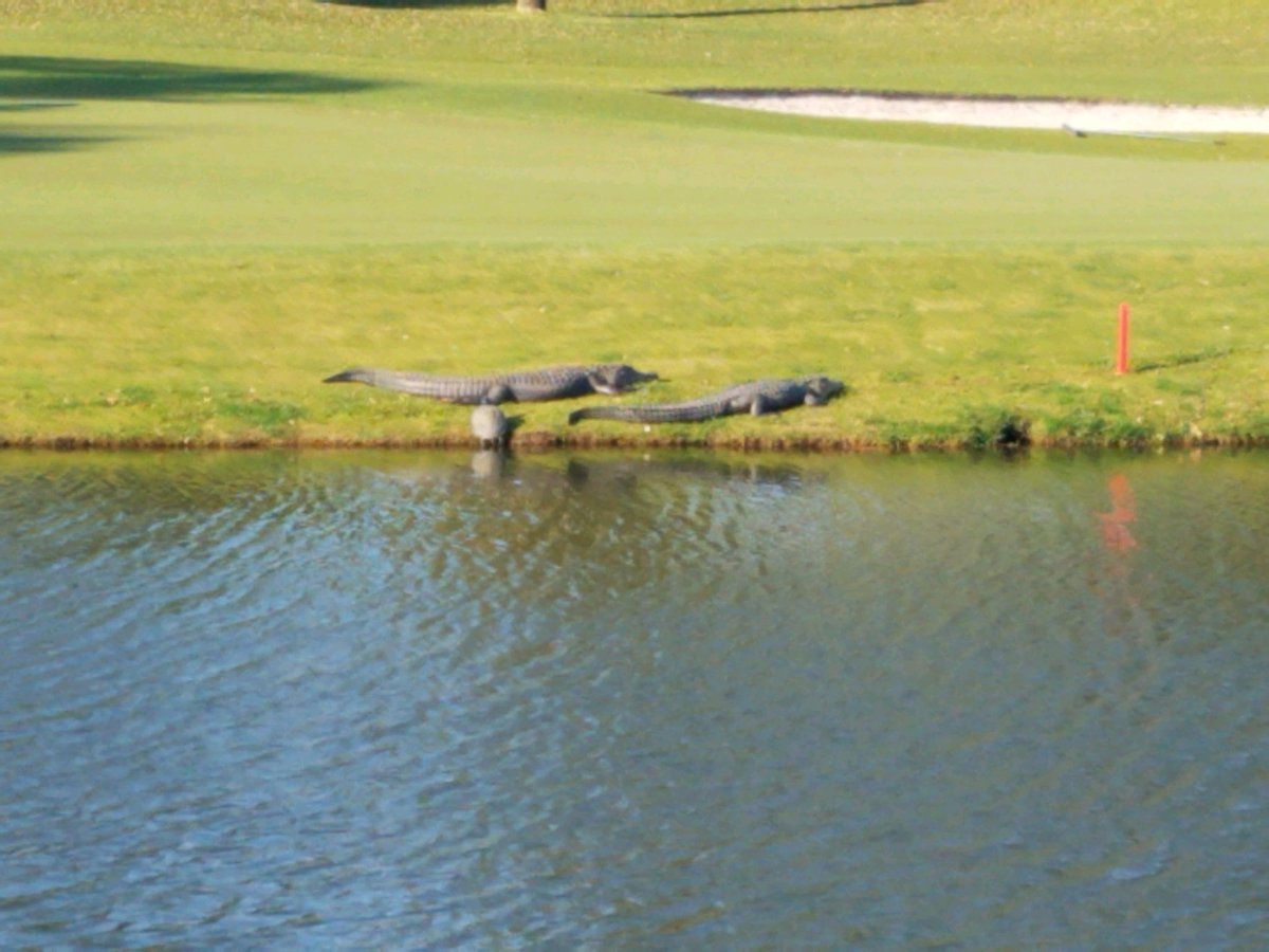 YSUWomensGolf's tweet photo. Scenes from today’s practice round at Kiawah Island Golf Resort 📷🐊⬇️

UPDATE: The start time for tomorrow’s first round has been pushed back to 11 a.m. ET due to frost!

#GoGuins🐧⛳️ https://t.co/tLywFUerzZ