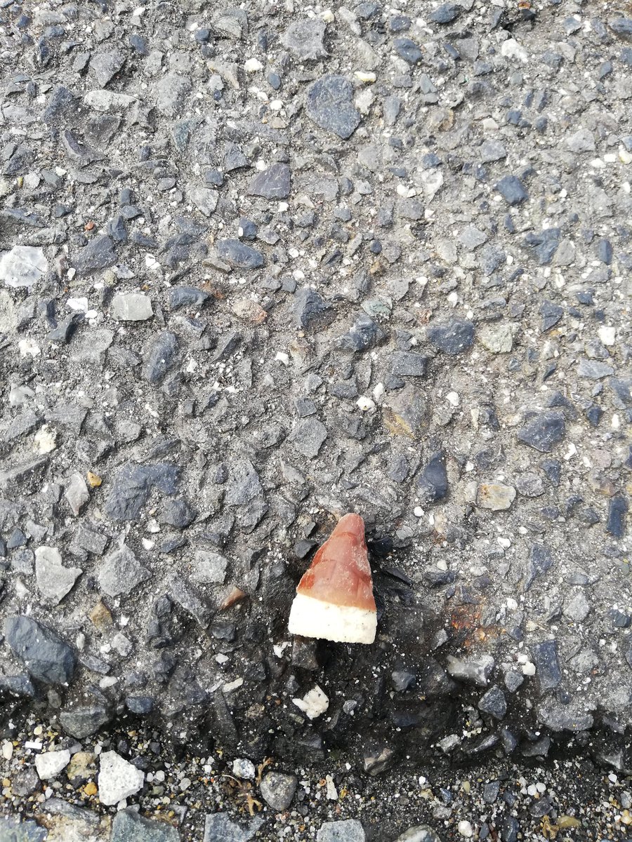 ヴィレッジヴァンガード イースト 駐車場の掃き掃除中にタケノコ発見 むむこれは事件性を感じる