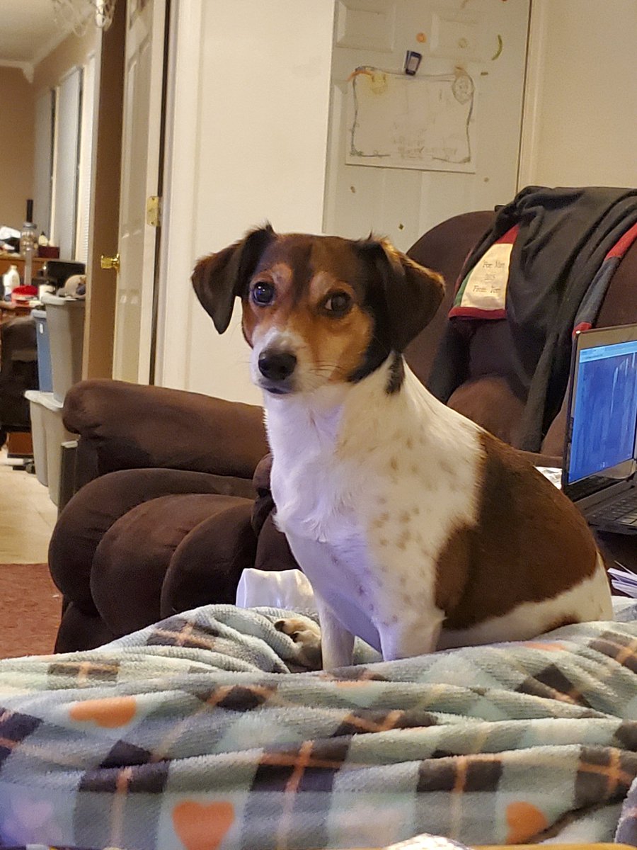 JAHensleyauthor's tweet image. I've had enough. Here's my sweet pup, Selena. Let's see your fur babies! #positivetweets