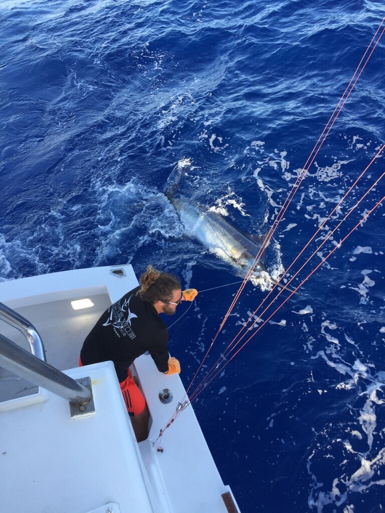 400lb pacific Blue Marlin Release on the Bite Me 3 yesterday 
#hawaii #fishing #konacoast