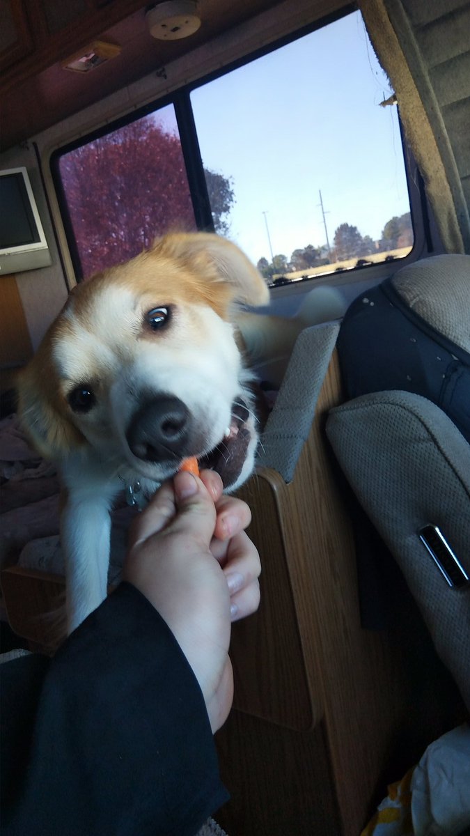 doggopedia's tweet image. Carrots? Yum!
#odin #safeForDogs