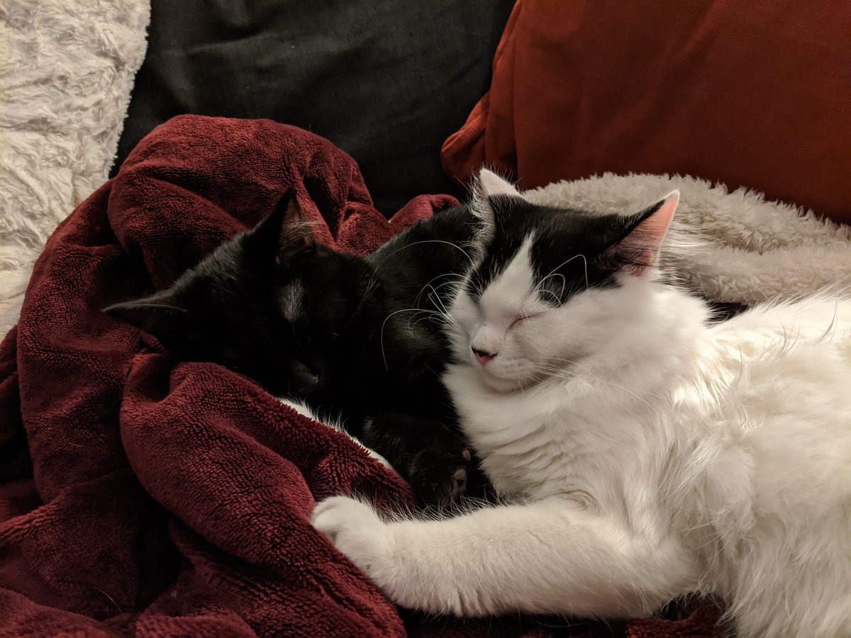 Lord of the Rings, baking in pajamas, and happy cuddling kitties. My kind of Saturday.
