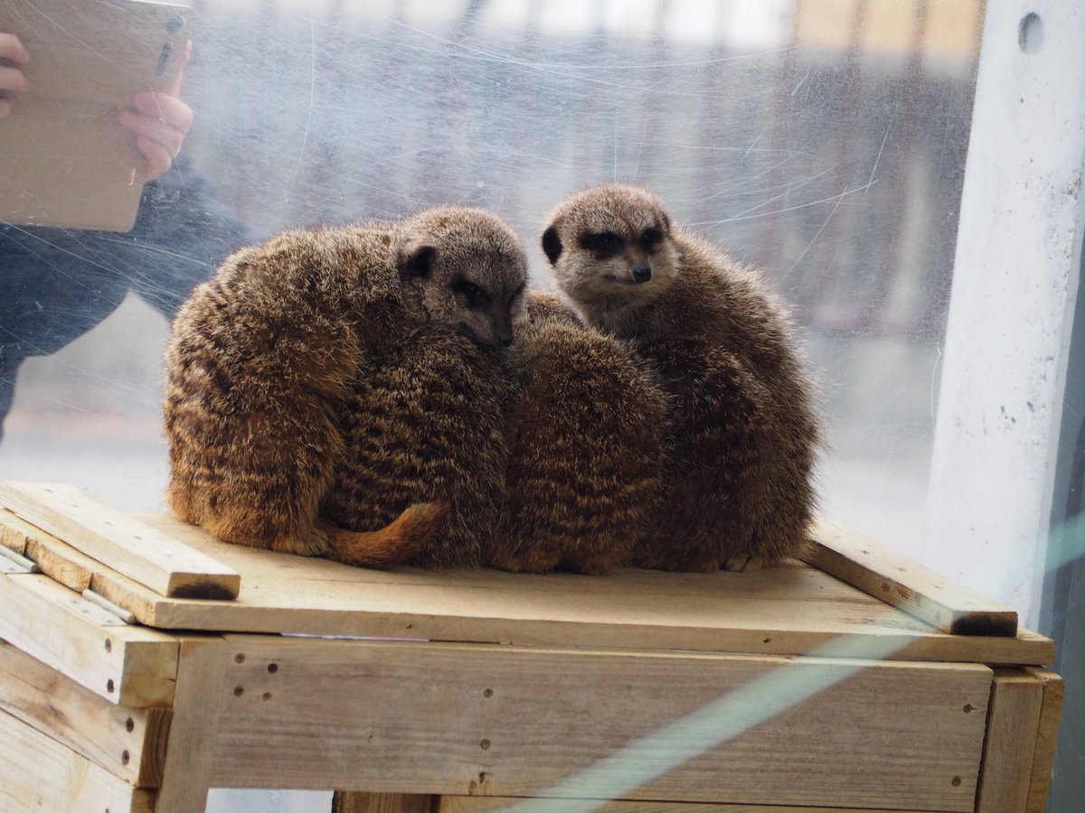 fmbryu14's tweet photo. 昨日は久々の浜zooでした。
あんなにゆっくり見れたのは久々やった！！ https://t.co/MtkO4nZeEM