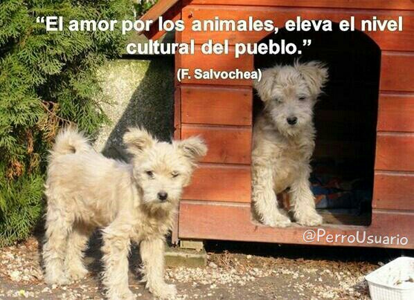 PerroUsuario Wof '•' tweet media