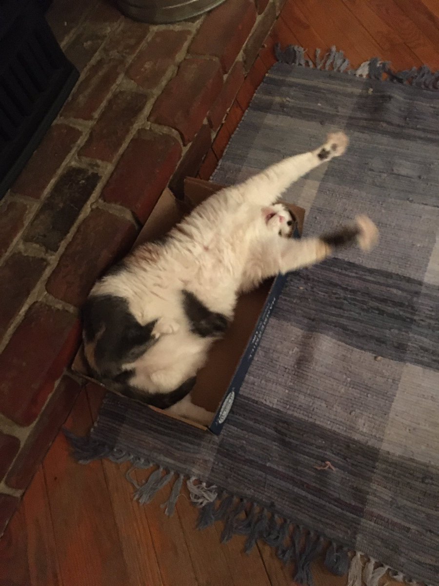 CrittersofH's tweet photo. This is Bella. Laying in the lid to a box from a reem of paper. The lid is 17x11. Bella is furr x chunk #fatcat #paperbox #napspot #ififitsisits #CatsOfTwitter #yawn @DinahLewisTayl1 #catstretch #mybox #imnappinghere https://t.co/0FbaOaboig