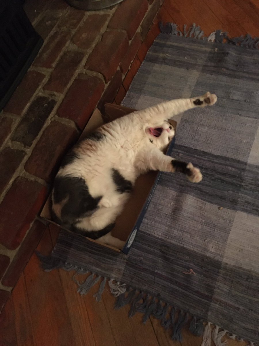 CrittersofH's tweet photo. This is Bella. Laying in the lid to a box from a reem of paper. The lid is 17x11. Bella is furr x chunk #fatcat #paperbox #napspot #ififitsisits #CatsOfTwitter #yawn @DinahLewisTayl1 #catstretch #mybox #imnappinghere https://t.co/0FbaOaboig