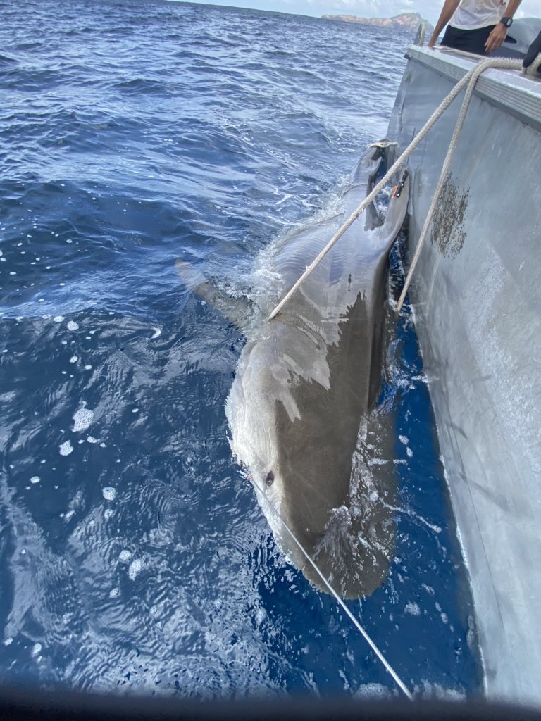HuveneersSSEG's tweet photo. Just finished one of the most successful field trip in a while for a new collaborative project on tiger sharks with @FlindersMarine @SouthernSharkEG @Meyer_Sci @GeorgiaAquarium @fishtritionist @BiopixelTV @jcu @DinsdaleLab https://t.co/B18ADBe1d4