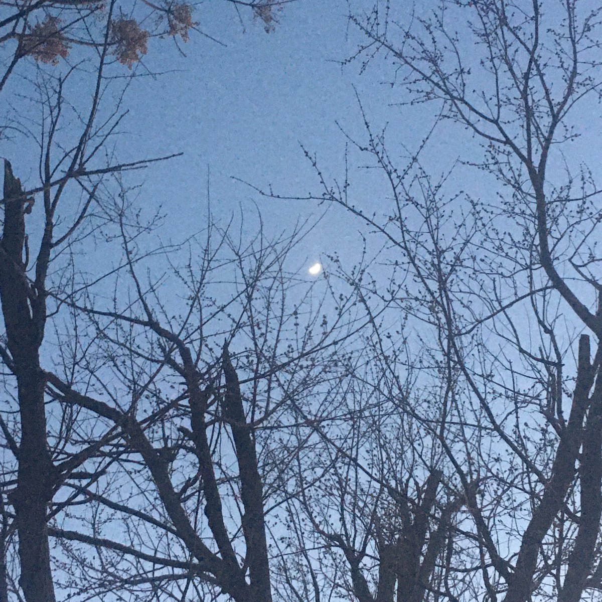 timelesssoul1's tweet photo. Moon thru the budding trees earlier. #moon #buddingtrees #texaswinter https://t.co/TLCb11vTKO