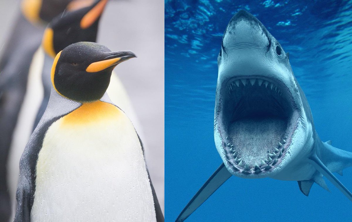 sharks vs penguins