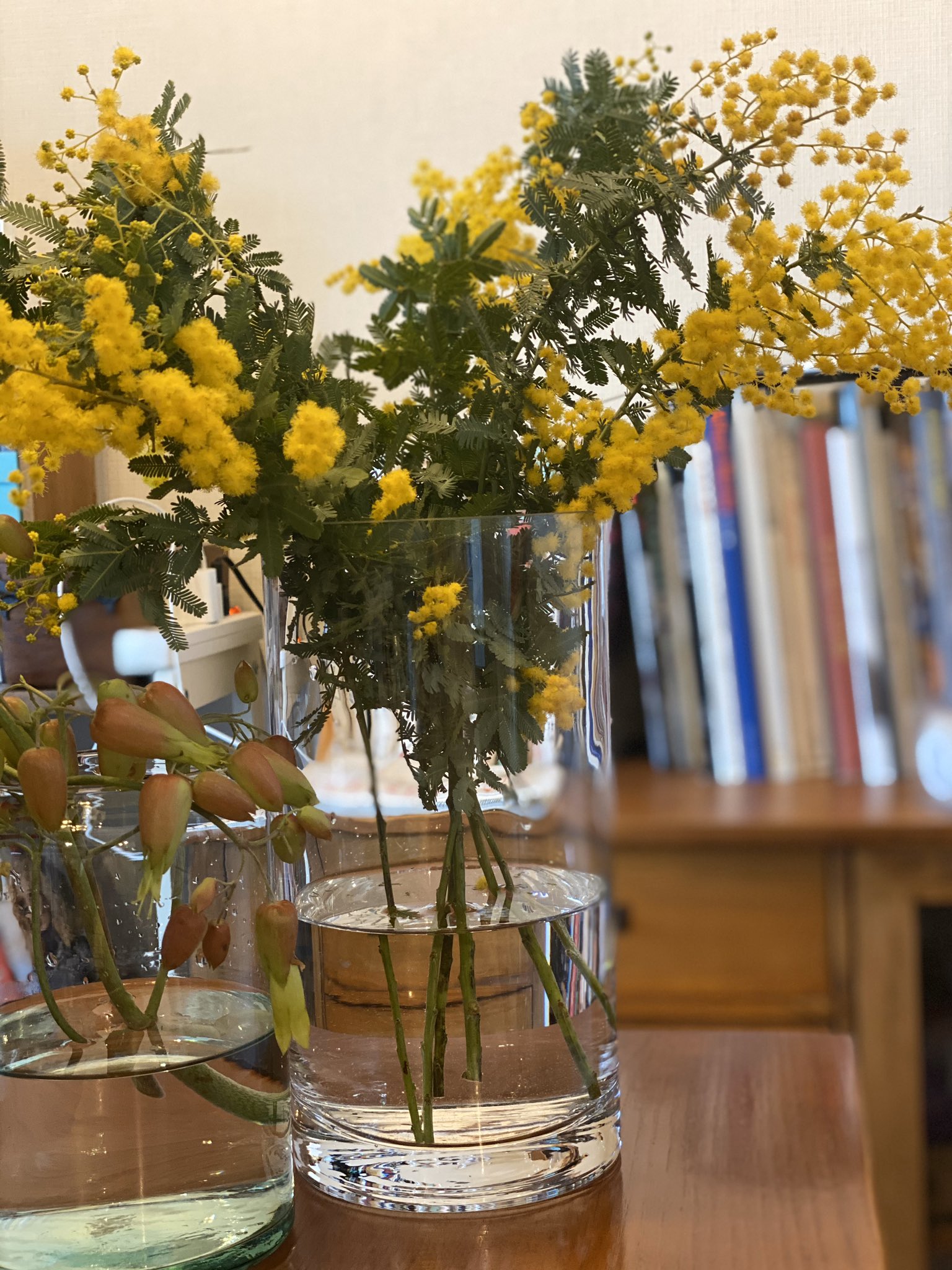 あり 気分を上げる為に季節の花 ミモザの匂いを始めて知った T Co Y3pmilseqt Twitter