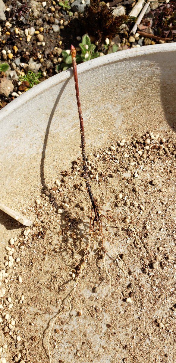 たけむ 挿し木 盆栽 挿し木からの鉢上げもやりました つつじ どうだんつつじ 枝垂れ花桃です しっかり発根していました つつじ類は少し鹿沼多めにいれました 来年は花咲くかな