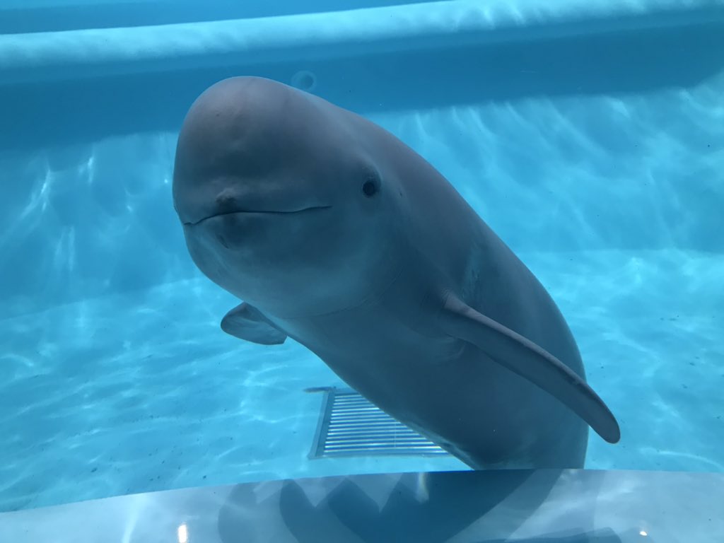 ぷれ粉 スナメリちゃんめっちゃかわいい